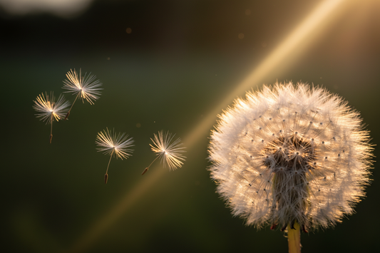 The Alchemy of Attention: How Gratitude Shifts Your Perspective