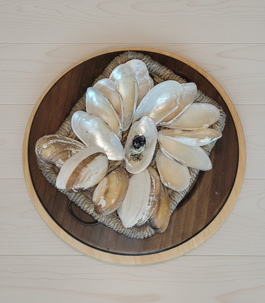 Authentic & Natural Shells - The Perfect Ritual Bowl for Burning Sage