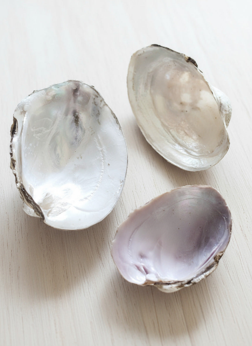 Authentic & Natural Shells - The Perfect Ritual Bowl for Burning Sage